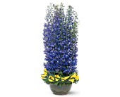 Distinguished Delphinium in McDonough GA, Absolutely Flowers