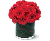 Red Gerbera Collection in McDonough GA, Absolutely Flowers