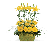 Yellow Garden Rows in McDonough GA, Absolutely Flowers