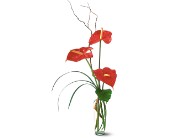 The Simplicity of Anthuriums in McDonoughGA, Absolutely Flowers