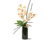 Artful Orchids in McDonough GA, Absolutely Flowers