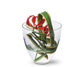 Gloriosa Under Glass in McDonoughGA, Absolutely Flowers