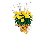 Yellow Hope Chrysanthemum in McDonough GA, Absolutely Flowers