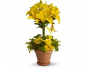 Yellow Fellow in McDonough GA, Absolutely Flowers