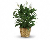 Simply Elegant Spathiphyllum - Large in McDonough GA Absolutely Flowers
