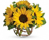 Sunny Sunflowers in McDonough GA Absolutely and McDonough Flowers & Gifts