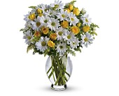 Teleflora's Amazing Daisy in McDonough GA, Absolutely Flowers