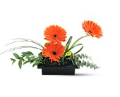 Teleflora's Zen Gerbera Bowl in McDonough GA, Absolutely Flowers