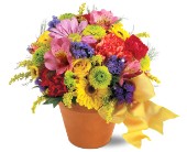 Teleflora's Fresh Blossom Potpourri in McDonough GA, Absolutely Flowers