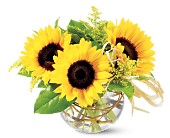 Teleflora's Sassy Sunflowers in McDonoughGA, Absolutely Flowers