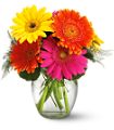 Teleflora's Fiesta Gerbera Vase in McDonough GA Absolutely Flowers