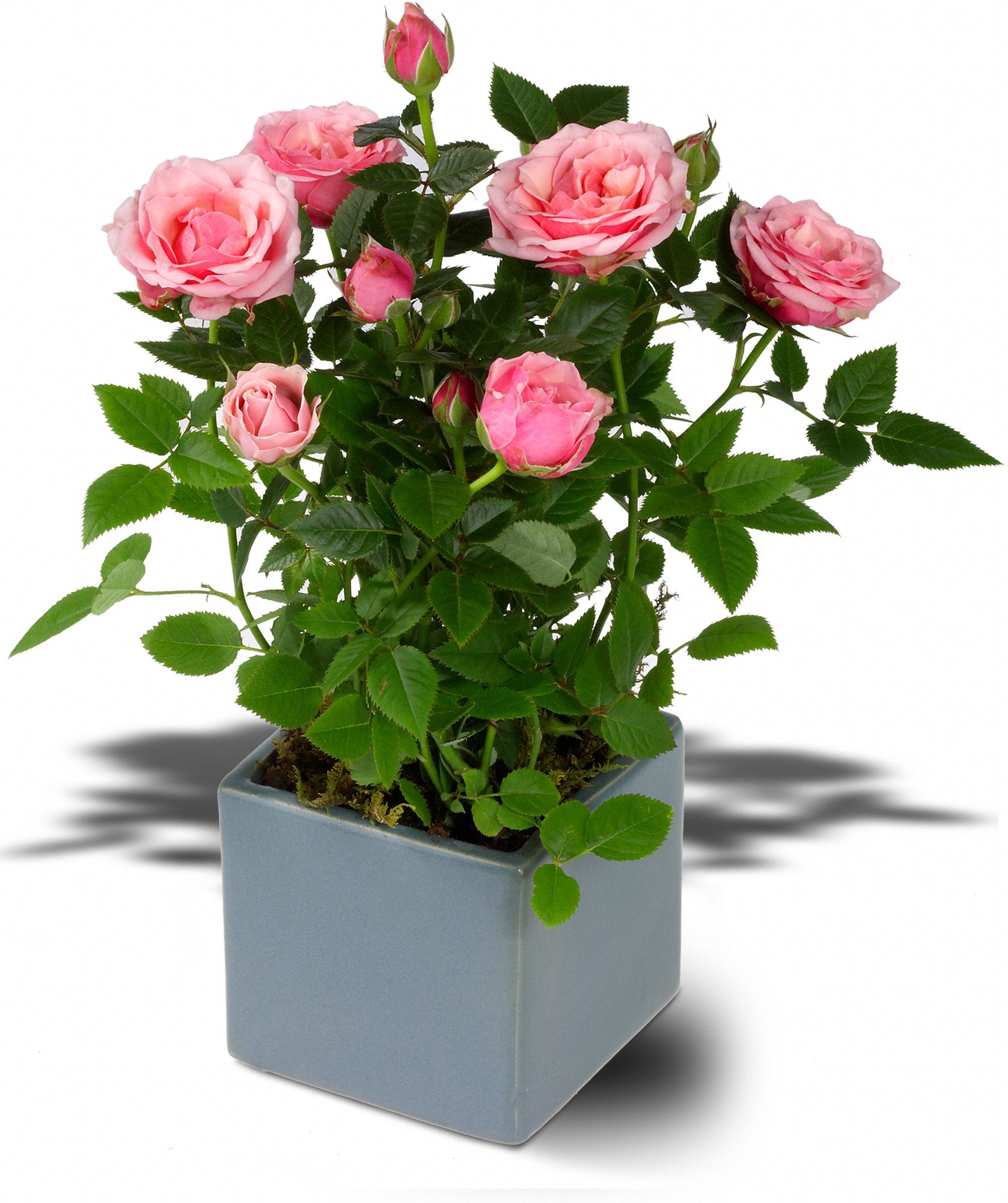 Miniature Rose Bush in McDonough GA Absolutely Flowers