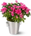 Adorable Azalea in McDonough GA Absolutely Flowers