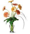 Grand Gerberas in McDonough GA Absolutely Flowers