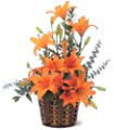 Asiatic Lilies in McDonough GA Absolutely Flowers