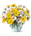 Dashing Daisies in McDonough GA Absolutely Flowers