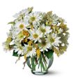 Daisy Cheer in McDonough GA Absolutely Flowers