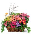 Deluxe European Garden Basket in McDonough GA Absolutely Flowers