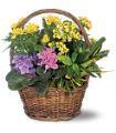 Petite European Basket in McDonough GA Absolutely Flowers