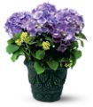 Blue Hydrangea in McDonough GA Absolutely Flowers