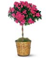 Azalea Topiary in McDonough GA Absolutely Flowers