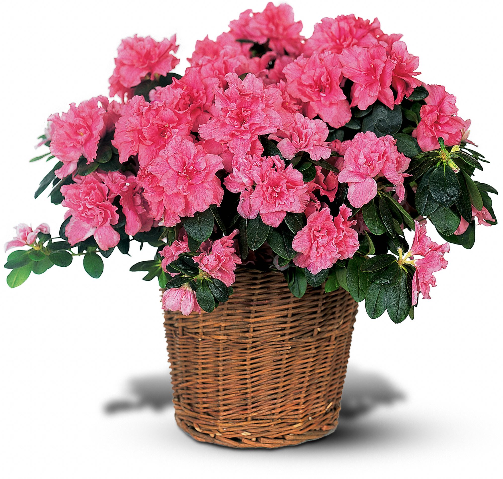 Pink Azalea in McDonough GA Absolutely Flowers