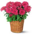 Purple Chrysanthemum in McDonough GA Absolutely Flowers