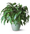 Xanadu Philodendron in McDonough GA Absolutely Flowers