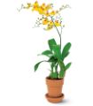 Yellow Oncidium Orchid in McDonough GA Absolutely Flowers