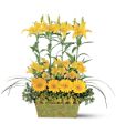 Yellow Garden Rows in McDonough GA Absolutely Flowers