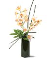 Artful Orchids in McDonough GA Absolutely Flowers